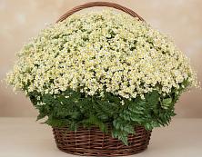 Цветочная композиция из Ромашки в корзине #REPLACE_PRED# Нижнем Куранахе