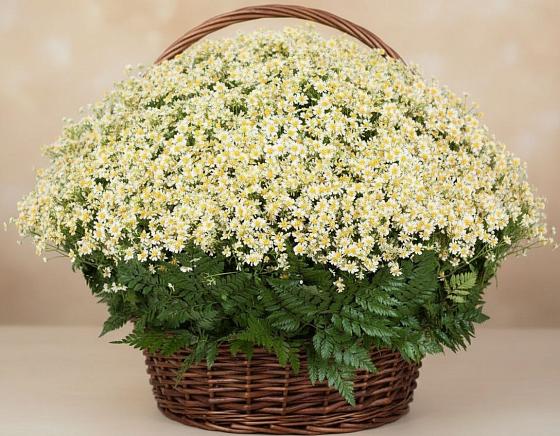 Цветочная композиция из Ромашки в корзине в Нижнем Куранахе