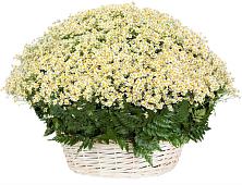 Цветочная композиция из Ромашки в корзине #REPLACE_PRED# Нижнем Куранахе